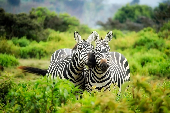 15 Days Classic Kenya & Tanzania + Zanzibar Beach Holiday - Days 5 to 7: Three days in the Maasai Mara