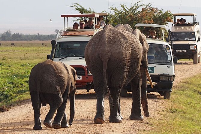 2-Day all inclusive safari to Amboseli National park from Nairobi - Checking into AA Amboseli Lodge