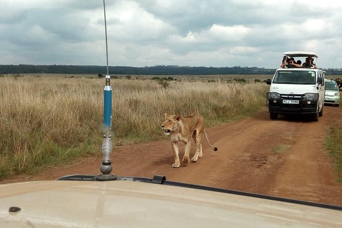 2-Day Amboseli National Park Safari- Daily Departures - Why Amboseli works well for a two-day safari