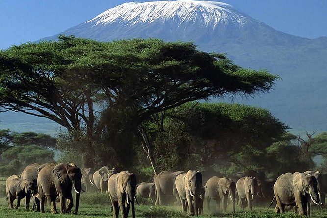 2-Day Amboseli National Park Safari- Daily Departures - The early-morning drive and Kilimanjaro views