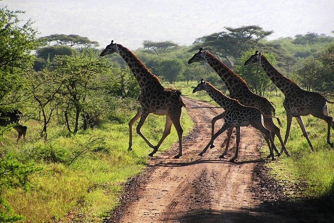 2-Day Amboseli National Park Safari- Daily Departures - What the $495 price really covers