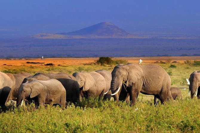 2-Day Amboseli National Park Safari- Daily Departures - Leaving Nairobi at 7 a.m. across the Athi Plains