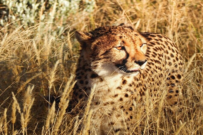 2-Day Private Tour in Masai Mara with Pick Up - Key points before you book