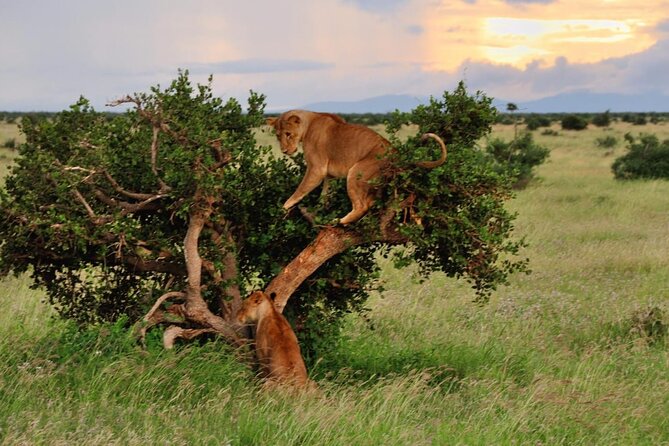2-Day Private Tour in Masai Mara with Pick Up - Day 2: breakfast, checkout, and the road back