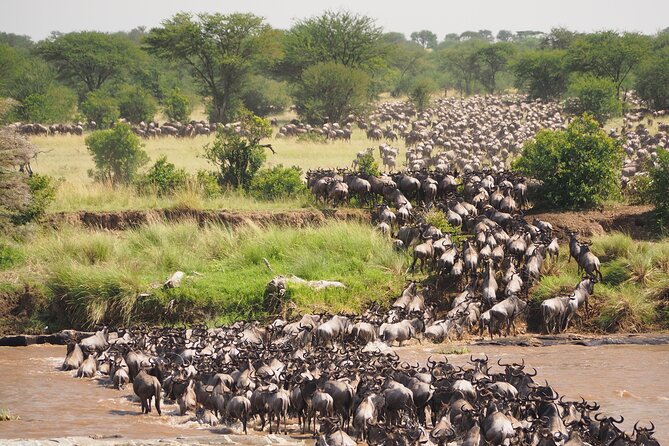 2-Day Private Tour in Masai Mara with Pick Up - Arriving at the Mara around 10:30 am