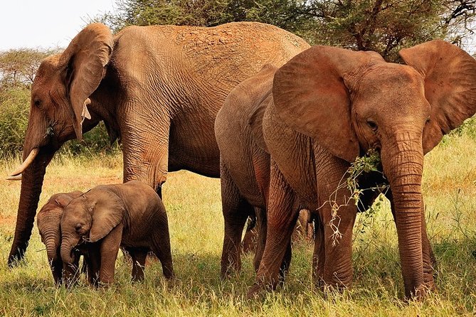 2-Day Safari in Taita Hills from Mombasa - Food, accommodation, and what the $399 covers