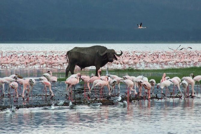 2 Day Tour Lake Nakuru, Hell' s Gate & Lake Naivasha From Nairobi - Overnight at Lanet Matfam Resort or a similar lodge