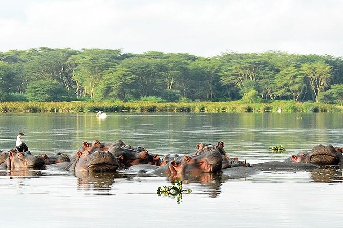 2 Day Tour Lake Nakuru, Hell' s Gate & Lake Naivasha From Nairobi - Day 2: Wildlife at Lake Nakuru National Park