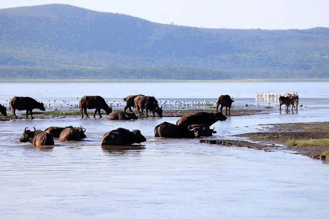 2 Day Tour Lake Nakuru, Hell' s Gate & Lake Naivasha From Nairobi - Day 1: The Great Rift Valley viewpoint