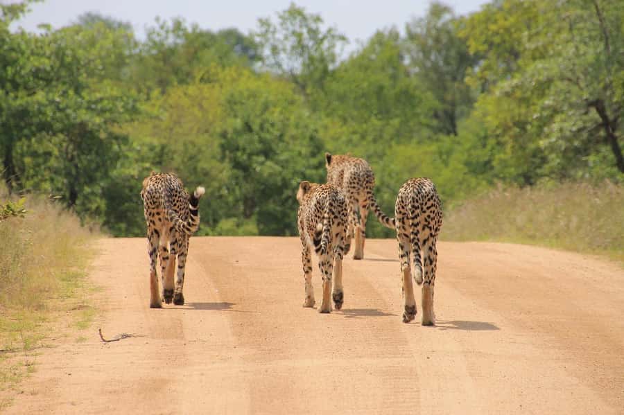 2-Day Tsavo East National Park Safari (with options) - Why Tsavo East Works Well From the Coast