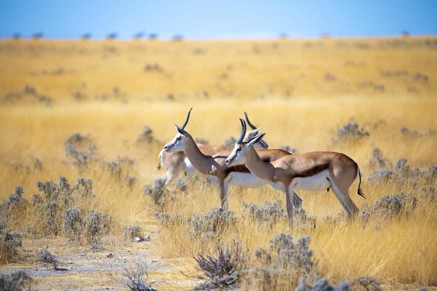2-Day Tsavo East National Park Safari (with options) - Guides, Vehicles, and the Human Side