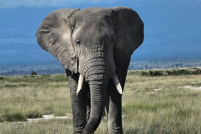 2 Days 1 Night Amboseli National Park Private Safari. - Why Amboseli works so well for a short safari