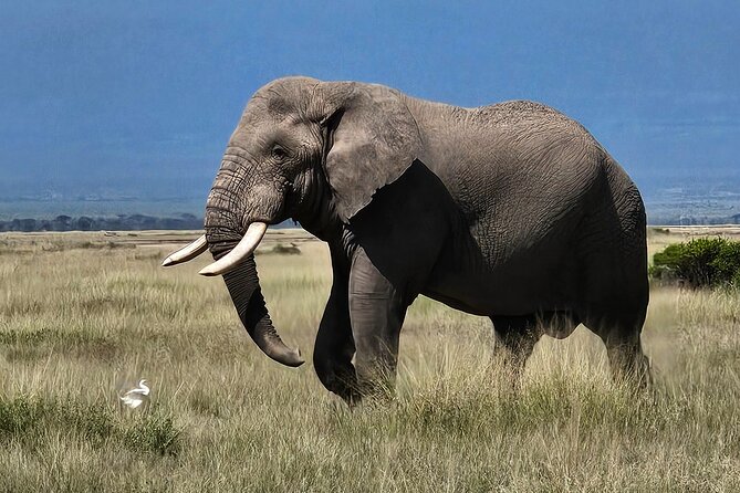 2 Days 1 Night Amboseli National Park Private Safari. - Day two: an early start and four hours among the animals