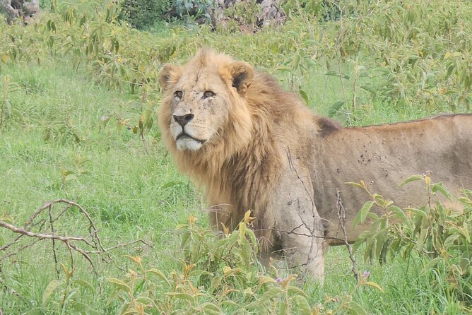 2 Days 1 Night Amboseli National Park Private Safari. - Observation Hill gives you a rare chance to walk