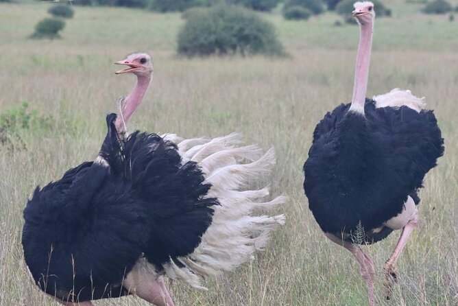 2 Days 1 Night Amboseli National Park Private Safari. - The return to Nairobi takes most of the afternoon