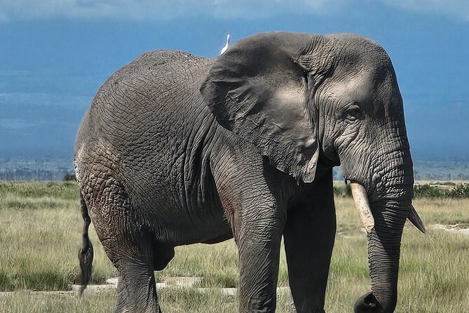 2 Days 1 Night Amboseli National Park Private Safari. - Is $470 per person good value?