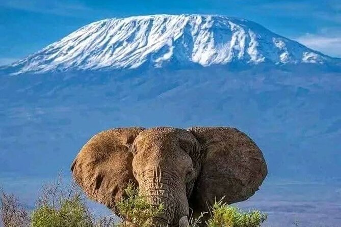2 Days 1 Night Amboseli National Park Private Safari. - Day one: lunch, check-in, and the three-hour evening drive