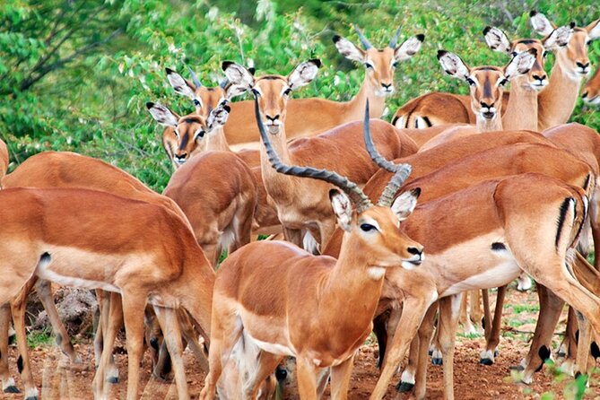 2 Days 1 Night Amboseli National Park Safari from Nairobi - Sunrise, Kilimanjaro, and the best wildlife hours