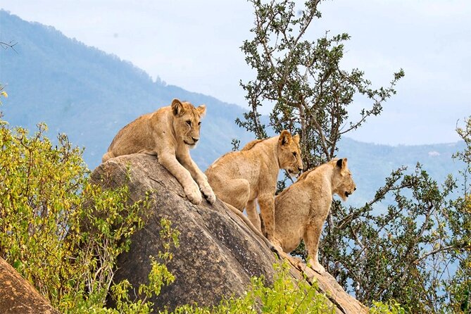 2 Days 1 Night Amboseli National Park Safari from Nairobi - Afternoon arrival and the first game drive