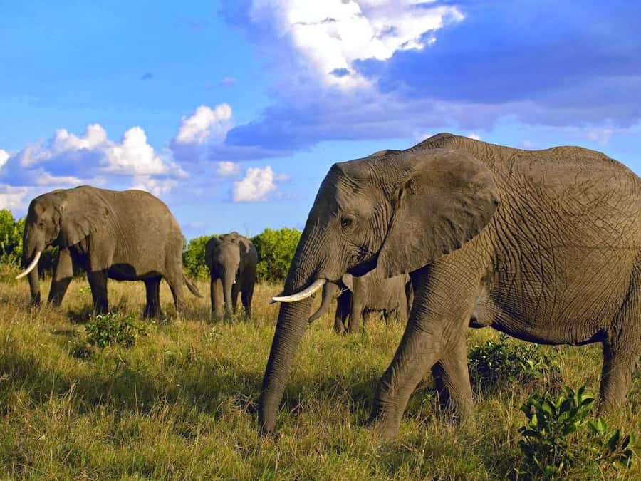 2 Days 1 Night Amboseli Safari - Key points to know before booking