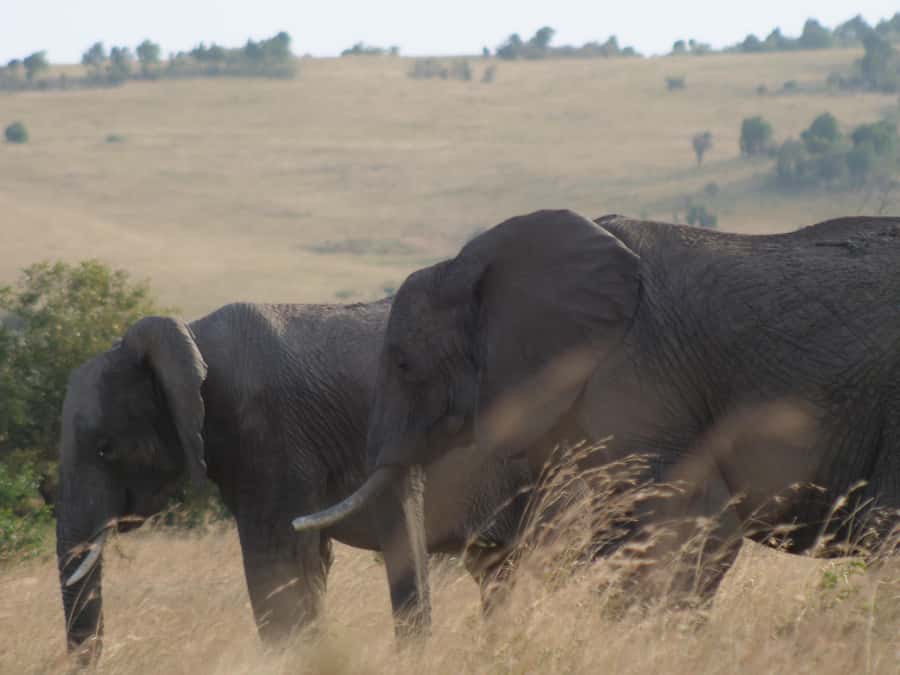2 Days 1 Night Amboseli Safari - Why Amboseli makes a strong two-day safari