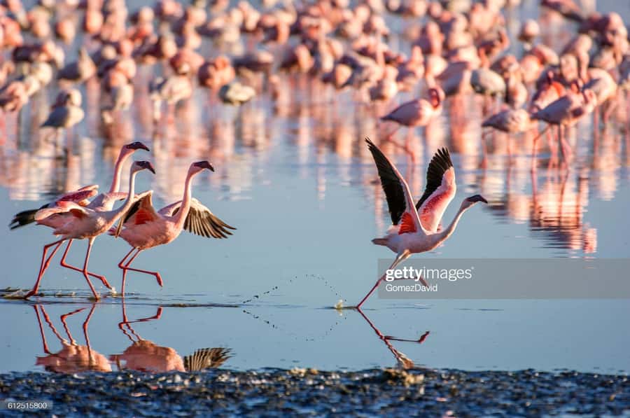 2 Days 1 Night Amboseli Safari - Choosing between Sopa, Serena, and Sentrim