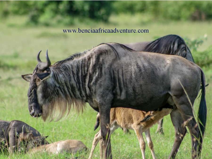 2 Days 1 Night Amboseli Safari - Extra costs and what to bring