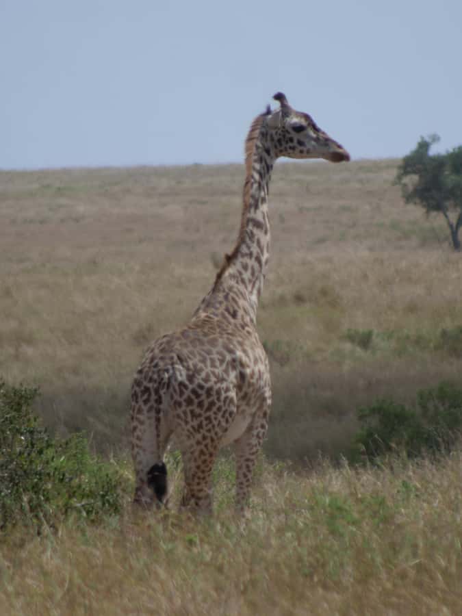 2 Days 1 Night Amboseli Safari - Who will enjoy this safari most