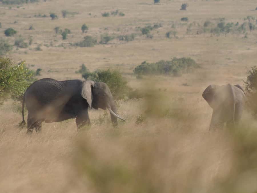 2 Days 1 Night Amboseli Safari - Should you book the 2-day Amboseli safari?