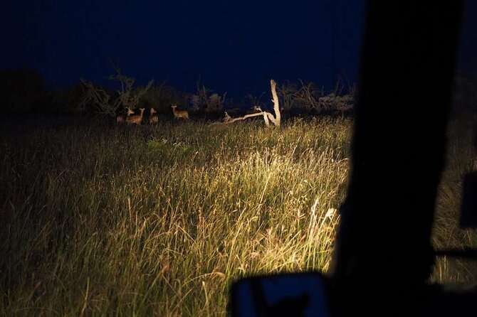 (2 Days, 1 Night) Day & Night Game Drive Tsavo East National Park - What the $530 price really covers