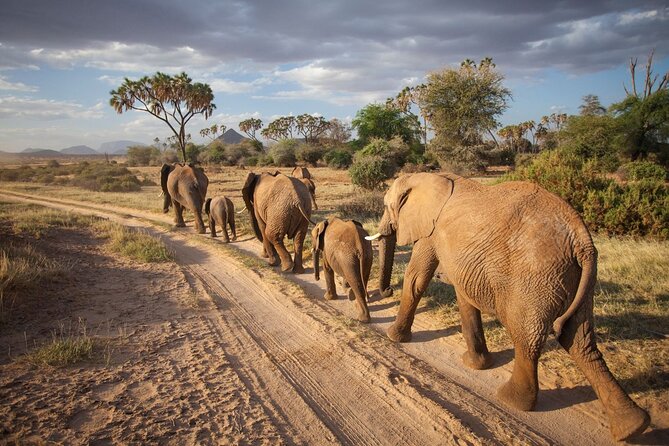 (2 Days, 1 Night) Day & Night Game Drive Tsavo East National Park - The 4:30 a.m. pickup from Diani Beach