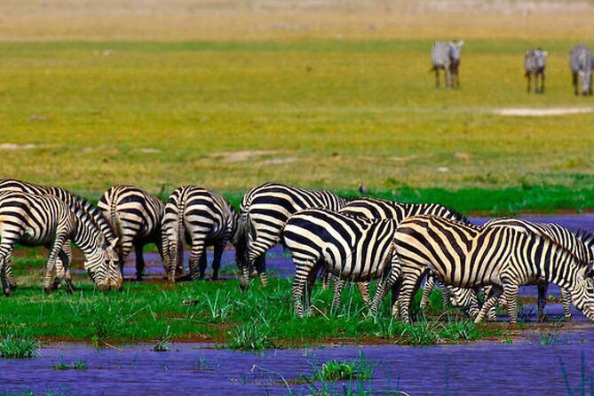 2 Days 1 Night Private Tour to Amboseli National park 4<em>4 Vehicle – What Makes This Amboseli Trip Worth Considering’ /></p>
<ul>
<li><strong>Elephants with a Kilimanjaro backdrop:</strong> Amboseli is famous for large herds of big-tusked elephants, often seen near the park’s wetland areas.</li>
<li><strong>Two useful game-drive periods:</strong> You get an afternoon safari on arrival, then an early morning outing when predators and grazing animals may be active.</li>
<li><strong>Private 4×4 transport:</strong> Your group travels with its own guide and driver rather than joining a large shared vehicle.</li>
<li><strong>Straightforward Nairobi access:</strong> Pickup is available from a Nairobi hotel or airport at 7:00 a.m., with return to a hotel or airport around 3 to 4 p.m. on day two.</li>
<li><strong>Meals and park entry included:</strong> Lunch, dinner, breakfast, bottled water, accommodation, guiding, and the entrance fee are covered.</li>
<li><strong>A practical short safari:</strong> At $500 per person, it can be good value if you want a compact Kenya safari without arranging transport, lodging, meals, and park access separately.</li>
</ul>
<h2 id="why-amboseli-is-different">Why Amboseli Is Different</h2>
<p><img width="669" height="446" decoding="async" src=