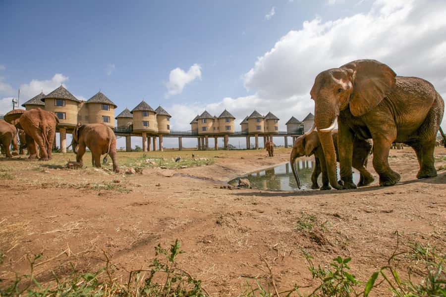 2 days 1 night saltlick safari from Diani/Mombasa - The guides can make or break the experience