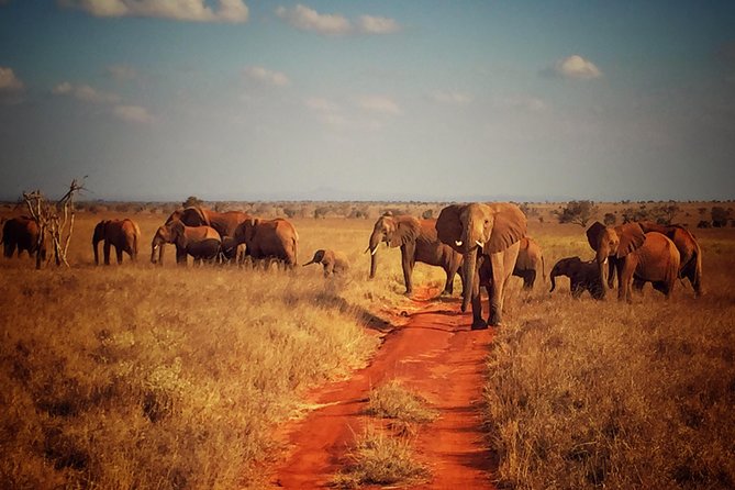 2 Days (1 night); Tsavo East & Saltlick Safari: - Why this safari works well from Diani Beach