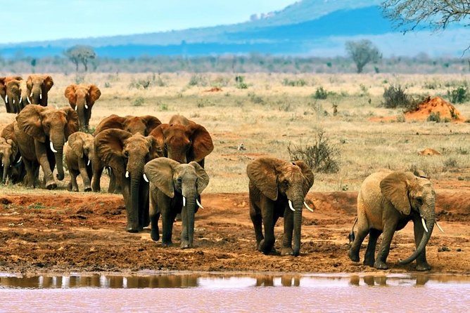 2 Days (1 night); Tsavo East & Saltlick Safari: - Dinner and overnight at Sarova Salt Lick