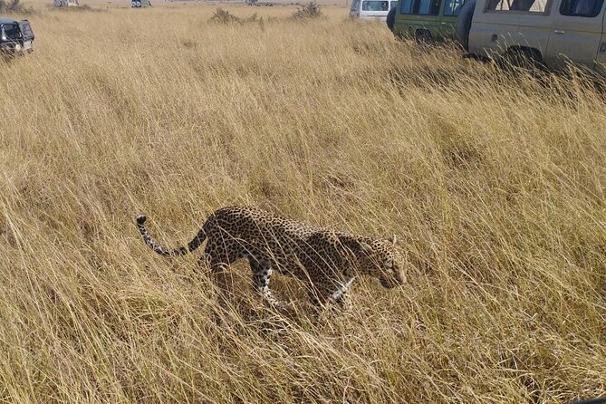 2 Days Adventurous Safari in Amboseli (Mid Range Tour) - Day two: a full park day with elephants and birds