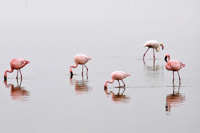 2 Days Amboseli Getaway Trip - Key points at a glance