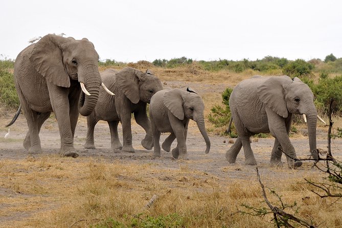 2 Days Amboseli Getaway Trip - Why Amboseli works well for a short safari