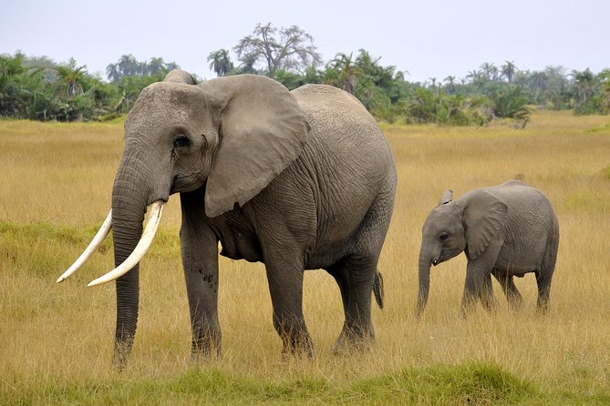 2 Days Amboseli Getaway Trip - Why the elephants deserve your attention