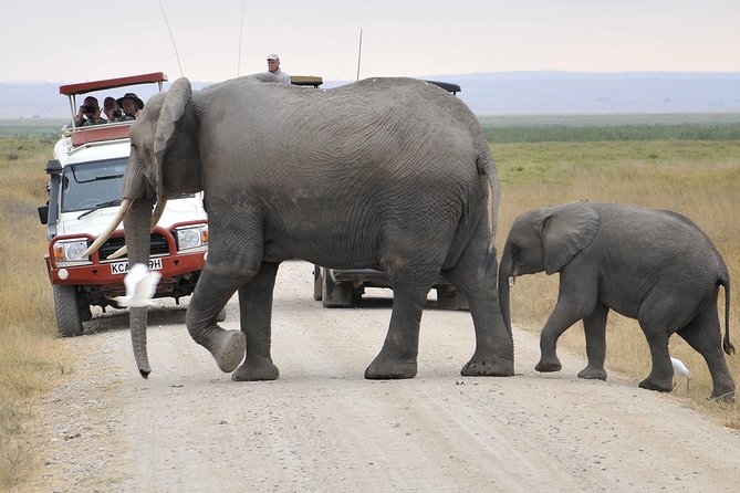 2 Days Amboseli Getaway Trip - Day two: early wildlife, swamps, and the high viewpoint