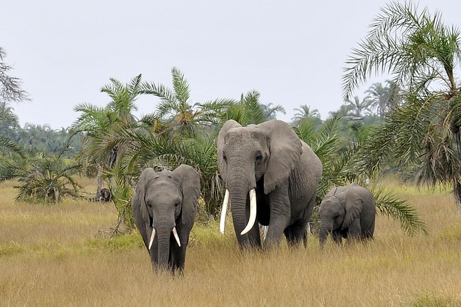 2 Days Amboseli Getaway Trip - The Maasai culture option