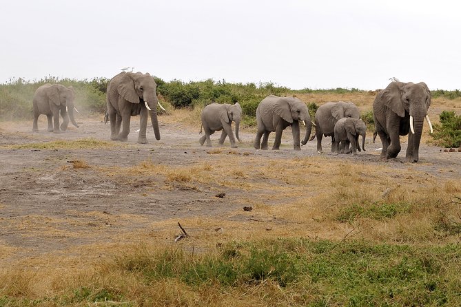 2 Days Amboseli Getaway Trip - The guide can make or break a short safari