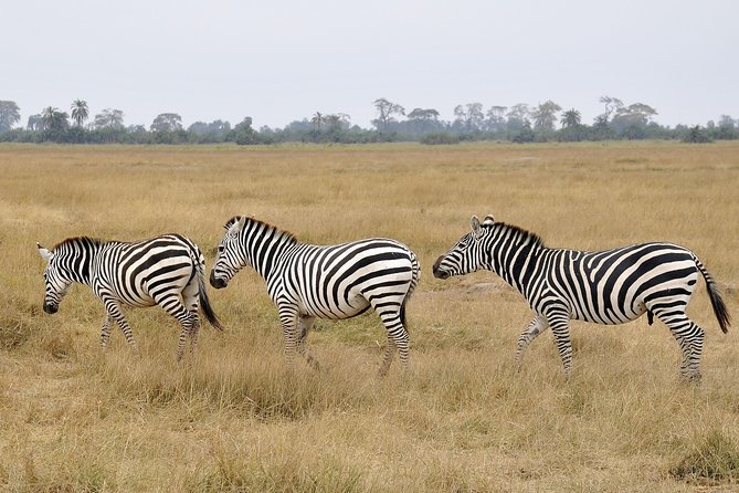 2 Days Amboseli Getaway Trip - Day one: lunch, check-in, and the 2:30 pm game drive