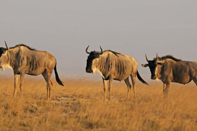 2 days Amboseli National Park Safari - A night at AA Lodge