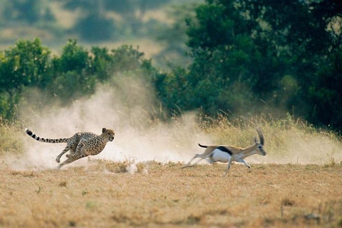 2 days Amboseli National Park Safari - The early start and return game drive