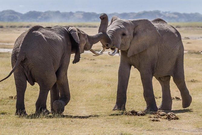 2 Days Amboseli National Park Safari- Guarantee Daily Departure - The overnight stay and included meals