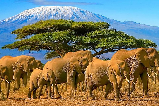 2 Days Amboseli National Park Safari- Guarantee Daily Departure - Why the early morning drive matters