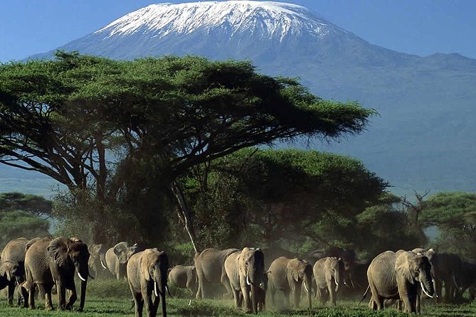 2 Days Amboseli National Park Safari- Guarantee Daily Departure - Is $462.34 a fair price?