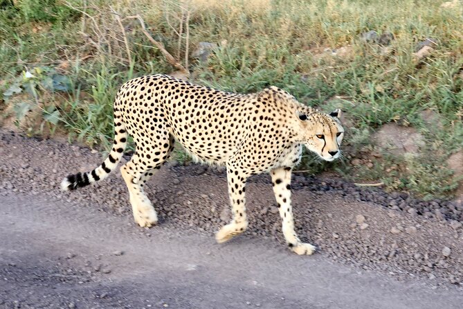 2 Days Amboseli Park Overnight Private Safari - Why Amboseli works well for a short safari