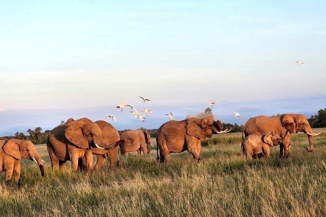 2 Days Amboseli Park Overnight Private Safari - Day two: morning wildlife and the road back